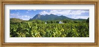 Babylons Torren Wine Estates, Paarl, Western Cape, Cape Town, South Africa Fine Art Print