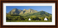 Vineyard in front of mountains, Babylons Torren Wine Estates, Paarl, Western Cape, Cape Town, South Africa Fine Art Print