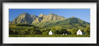 Vineyard in front of mountains, Babylons Torren Wine Estates, Paarl, Western Cape, Cape Town, South Africa Fine Art Print