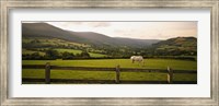 Horse in a field, Enniskerry, County Wicklow, Republic Of Ireland Fine Art Print