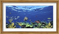 School of fish swimming in the sea, Digital Composite Fine Art Print