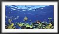 School of fish swimming in the sea, Digital Composite Fine Art Print