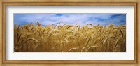 Wheat crop growing in a field, Palouse Country, Washington State Fine Art Print