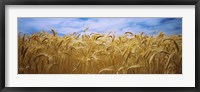 Wheat crop growing in a field, Palouse Country, Washington State Fine Art Print