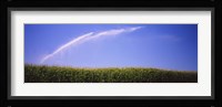 Water being sprayed on a corn field, Washington State, USA Fine Art Print