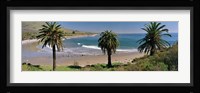 High angle view of palm trees on the beach, Refugio State Beach, Santa Barbara, California, USA Fine Art Print