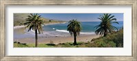High angle view of palm trees on the beach, Refugio State Beach, Santa Barbara, California, USA Fine Art Print