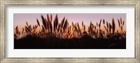 Silhouette of grass in a field at dusk, Big Sur, California, USA Fine Art Print