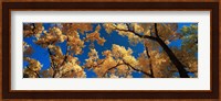 Low angle view of cottonwood tree, Canyon De Chelly, Arizona, USA Fine Art Print