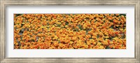 High angle view of California Golden Poppies, Antelope Valley California Poppy Reserve, California, USA Fine Art Print