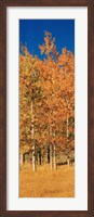Aspen Trees, Lee Vining, California Fine Art Print
