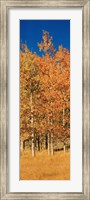 Aspen Trees, Lee Vining, California Fine Art Print