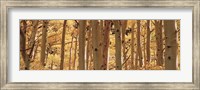Aspen trees in Autumn, Rock Creek Lake, California Fine Art Print
