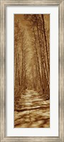 Trees along a road, Log Cabin Gold Mine, Eastern Sierra, Californian Sierra Nevada, California, USA Fine Art Print
