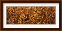 Close-up of ripe soybeans, Minnesota, USA Fine Art Print