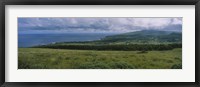 High angle view of trees on a landscape, Easter Island, Chile Fine Art Print
