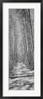 Trees along a road, Log Cabin Gold Mine, Eastern Sierra, Californian Sierra Nevada, California (black and white) Fine Art Print