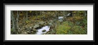 Stream through the Forest, New Hampshire Fine Art Print