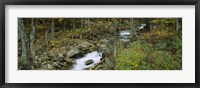 Stream through the Forest, New Hampshire Fine Art Print