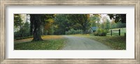 Trees at a Roadside, Vermont Fine Art Print