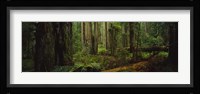 Hoh Rainforest Trees, Olympic National Park Fine Art Print