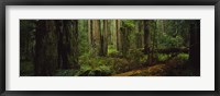 Hoh Rainforest Trees, Olympic National Park Fine Art Print