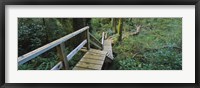 Wooden Path in Pacific Rim National Park Fine Art Print