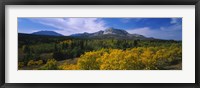 Valley of Trees in Wateron Lakes Fine Art Print