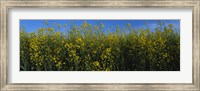 Canola Flower Field in Edmonton Fine Art Print