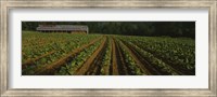 Tobacco Field in North Carolina Fine Art Print