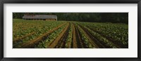 Tobacco Field in North Carolina Fine Art Print