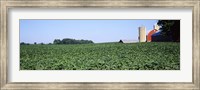 Soybean Field and Barn in Kent County Fine Art Print