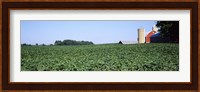 Soybean Field and Barn in Kent County Fine Art Print