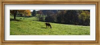 Grazing Horses in Kent County Fine Art Print