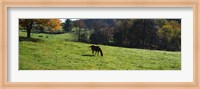Grazing Horses in Kent County Fine Art Print