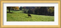 Grazing Horses in Kent County Fine Art Print