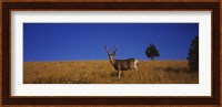 Mule Deer in Field Fine Art Print