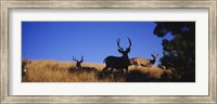 Mule Deer Fine Art Print