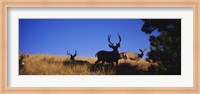 Mule Deer Fine Art Print