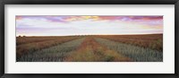Canola crop in a field, Edmonton, Alberta, Canada Fine Art Print