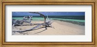 Driftwood on the beach, Green Island, Great Barrier Reef, Queensland, Australia Fine Art Print