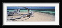 Driftwood on the beach, Green Island, Great Barrier Reef, Queensland, Australia Fine Art Print
