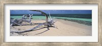Driftwood on the beach, Green Island, Great Barrier Reef, Queensland, Australia Fine Art Print