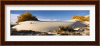 Desert plants in White Sands National Monument, New Mexico Fine Art Print