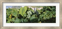 Bunch of grapes in a vineyard, Sao Miguel, Ponta Delgada, Azores, Portugal Fine Art Print