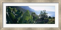 Banana trees in a garden at the seaside, Ponta Delgada, Madeira, Portugal Fine Art Print