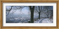 Trees along a snow covered road, Freiburg Im Breisgau, Breisgau, Baden-Wurttemberg, Germany Fine Art Print