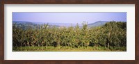 Apple trees in an orchard, Weinsberg, Heilbronn, Stuttgart, Baden-Wurttemberg, Germany Fine Art Print
