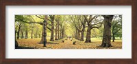 Trees along a footpath in a park, Green Park, London, England Fine Art Print