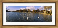 Flock of swans swimming in a lake, Chateau de Versailles, Versailles, Yvelines, France Fine Art Print